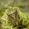 Carpocoris melanocerus_04.jpg