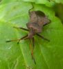 Coreus marginatus_01.jpg