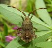 Coreus marginatus_04_nymfa.jpg