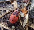 Pyrrhocoris apterus_03_nymfa.jpg