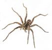 wolf_spider~0.jpg